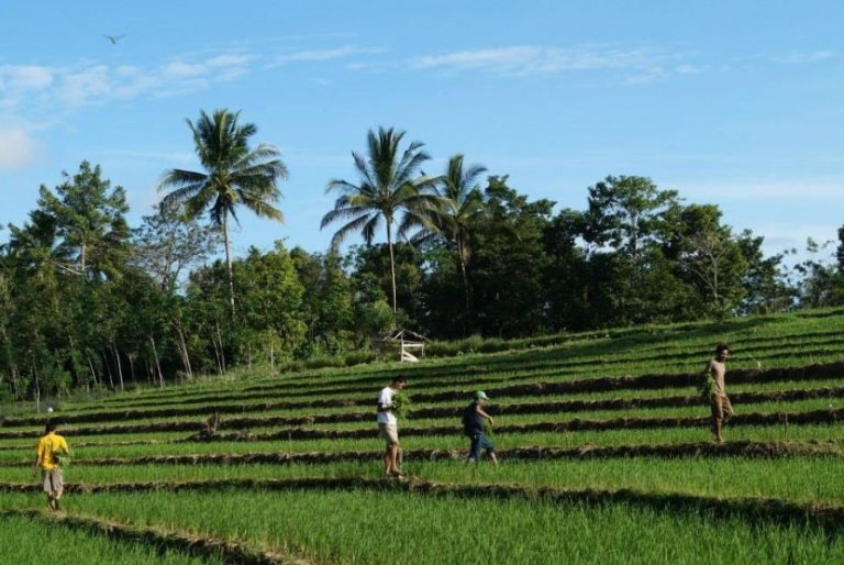 Manfaat Bertani bagi Kesehatan Tubuh