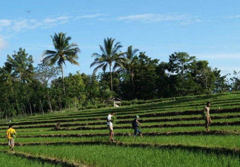 Manfaat Bertani bagi Kesehatan Tubuh