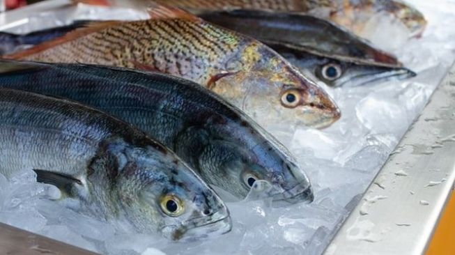 Memakan Ikan baik untuk Kesehatan Kecerdasan