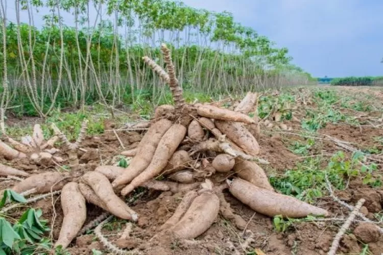 bahayanya daun dan buah SINGKONG