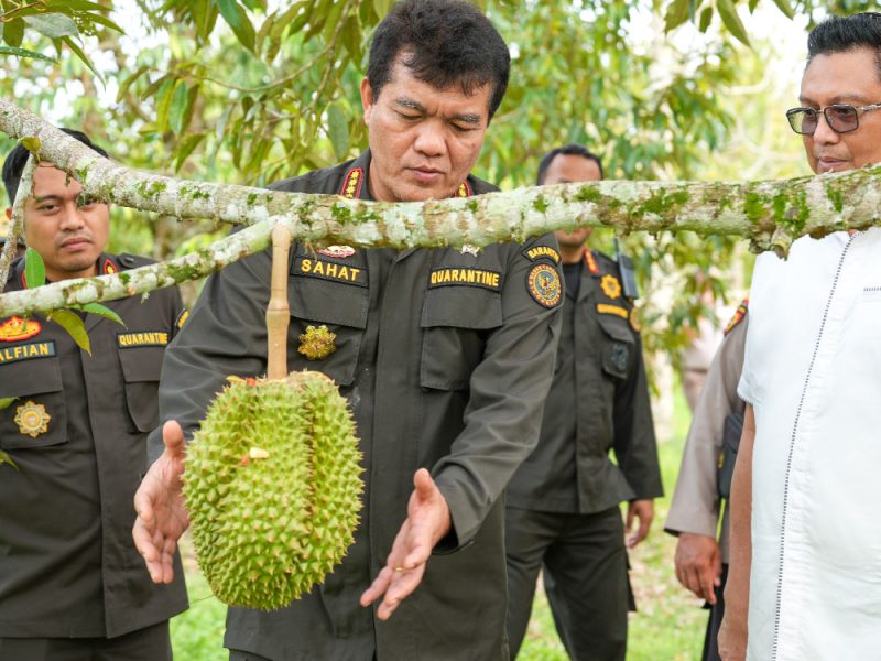 Buah durian penuh nutrisi dampak positif