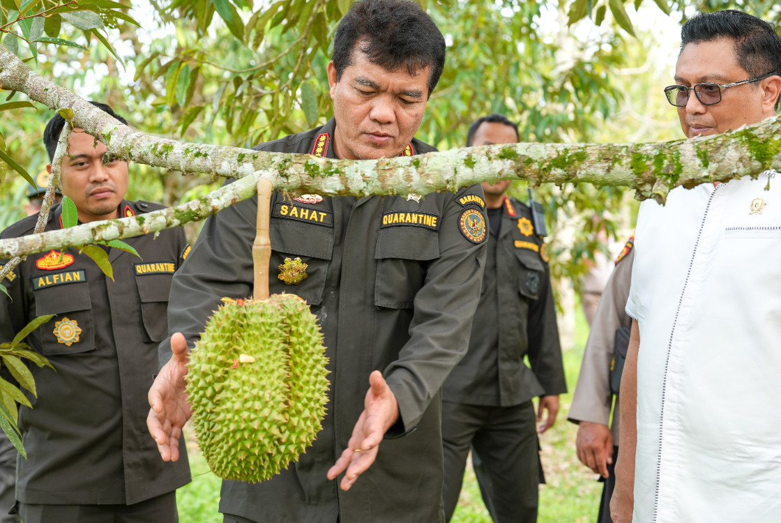Buah durian penuh nutrisi dampak positif