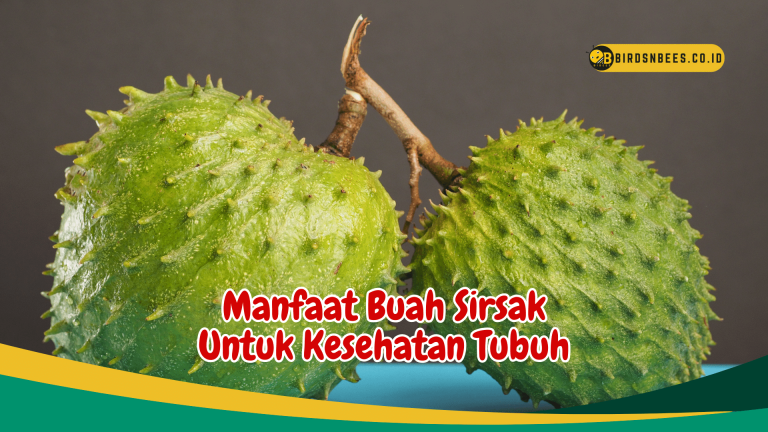 Riset Fakta Manfaat Buah Sirsak