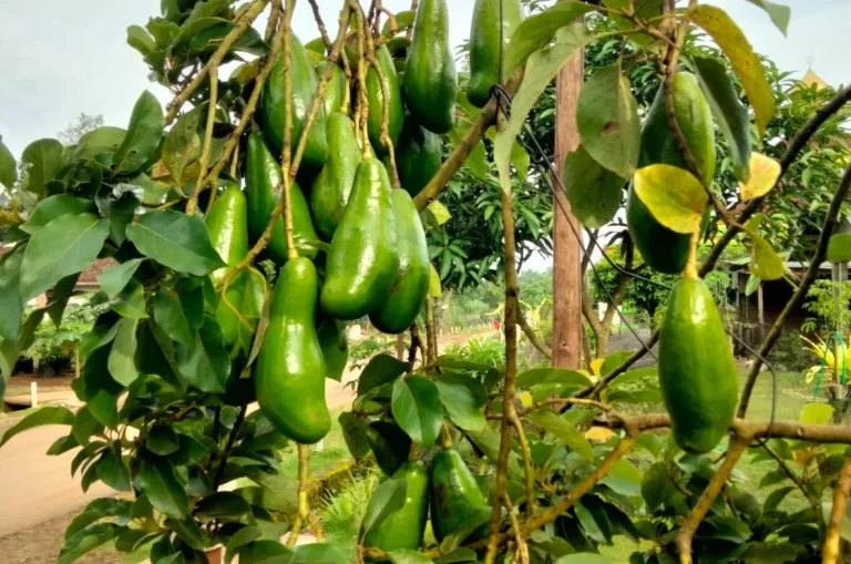 alpukat superfood kaya nutrisi