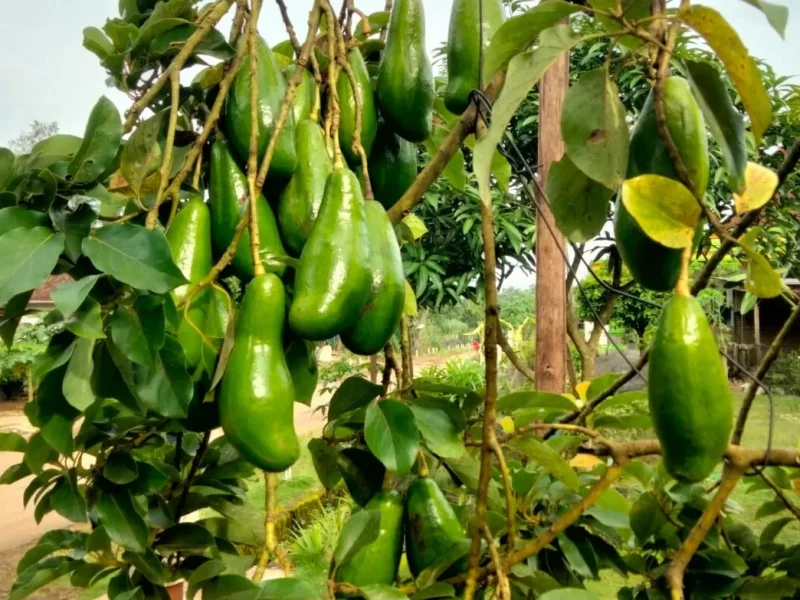 alpukat superfood kaya nutrisi