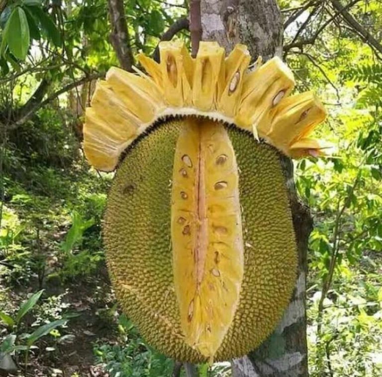 Buah nangka Khasiat Nutrisi Ilmiah kesehatan