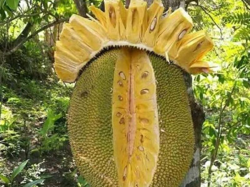 Buah nangka Khasiat Nutrisi Ilmiah kesehatan