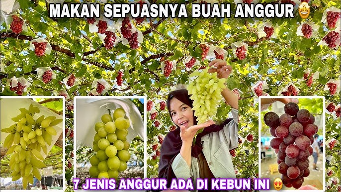 Fungsi buah Anggur bagi kesehatan