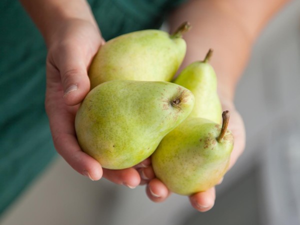 buah pir manfaat yang penuh nutrisi