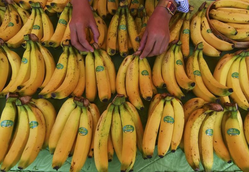 kajian lengkap manfaat buah pisang