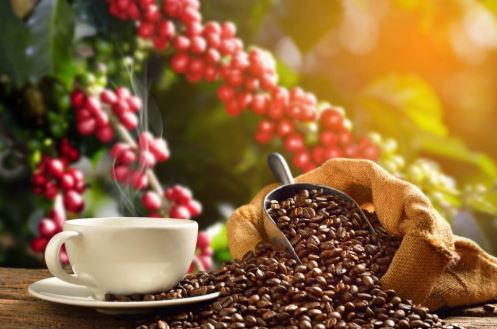 Ngopi Setiap Hari? Ini 6 Manfaat Kopi Untuk Kehidupan Sehari hari